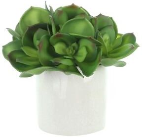 Creative Labs Echeveria in Ceramic Pot