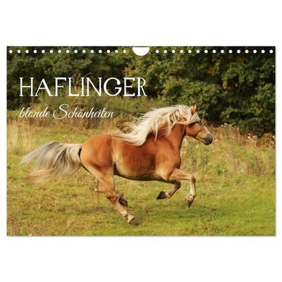 Haflinger - blonde Schönheiten (Wandkalender 2027 DIN A4 quer), CALVENDO Monatskalender