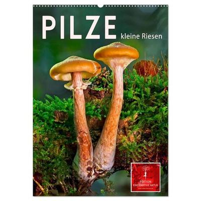 Pilze - kleine Riesen (Wandkalender 2027 DIN A2 hoch), CALVENDO Monatskalender