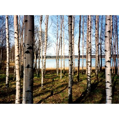 Fototapete PAPERMOON "Finnish Forest of Birch Trees", bunt, B:3m L:2,23m, Vlies, Tapeten