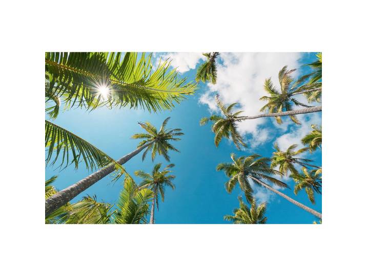FOTOTAPETE COCONUT HEAVEN II