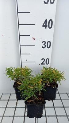 6x Iberis sempervirens Fischbeck Slijpfluitbloem pot 9 x 9 cm van GRDplanten