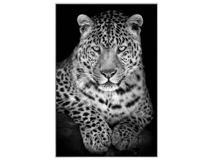 Bild mit Rahmen Leo image LAND