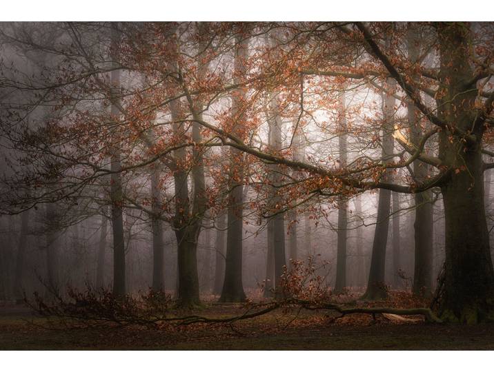 Fototapete PAPERMOON Photo-Art SASKIA DINGEMANS, NEBELIGER GEDÄCHTNIS DER VERGANGENHEIT , bunt, B:2m L:1,49m, Vlies, Tapeten, Fototapete