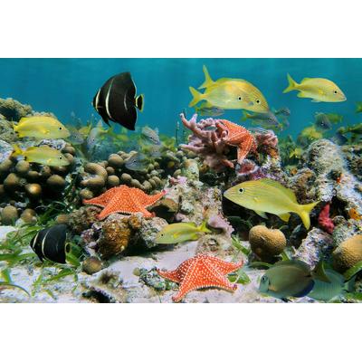 Papermoon "Fische mit Seesternen"