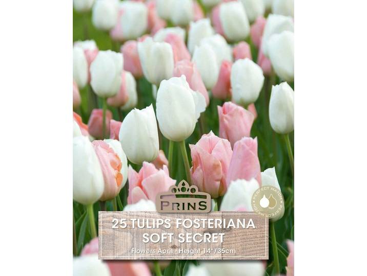 Prins tulpen soft secret 25 bollen