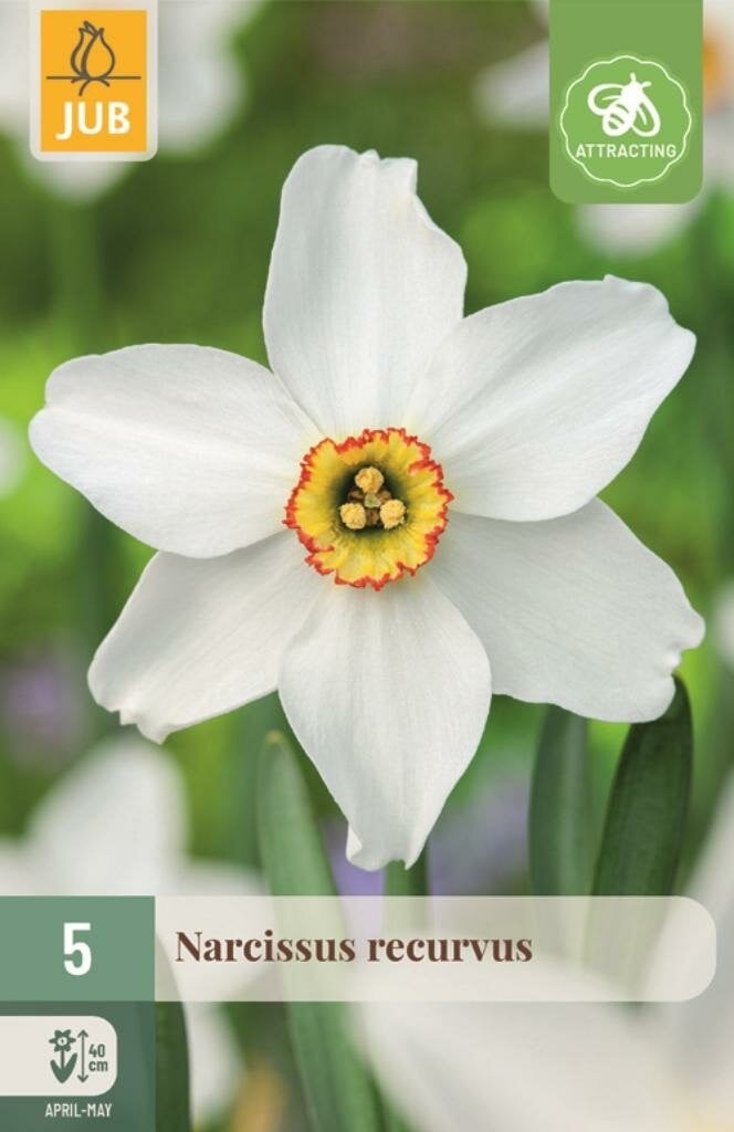 Jub Narcis recurvus 5 bollen