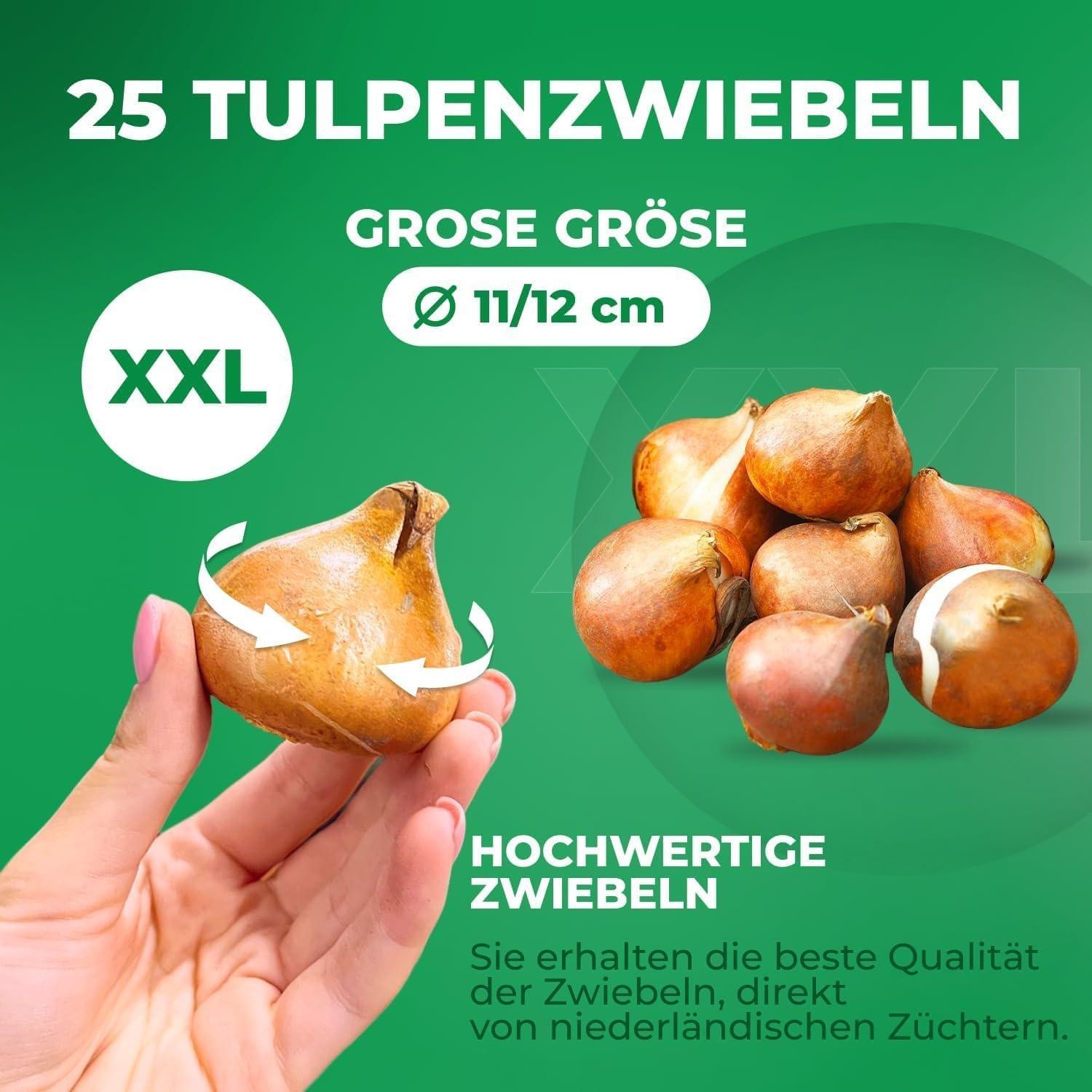 Dutch Bulbs Exclusive Plants From Holland Rood-gele passie winterharde meerjarige tulpenbollen - 25 stuks
