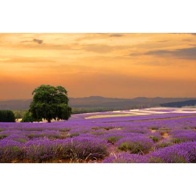 Fototapete PAPERMOON "Lavender Field", bunt, B:5m L:2,8m, Vlies, Tapeten