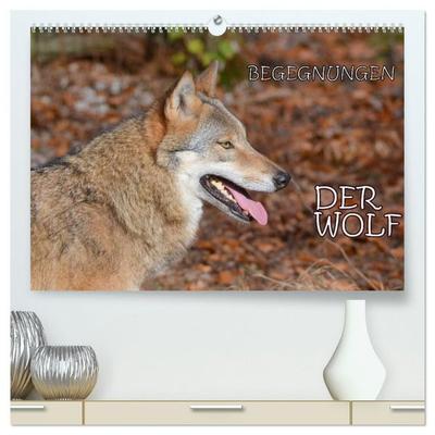 Begegnungen DER WOLF (hochwertiger Premium Wandkalender 2027 DIN A2 quer), Kunstdruck in Hochglanz