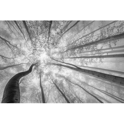 Fototapete PAPERMOON "Photo-Art TOM PAVLASEK, FRÜHLINGSKRONE DER BÄUME", bunt, B:3,5m L:2,6m, Vlies, Tapeten