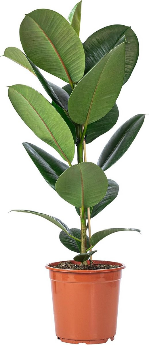 Rubberboom plant - Groene kamerplant voor woonkamerdecoratie - 70 cm