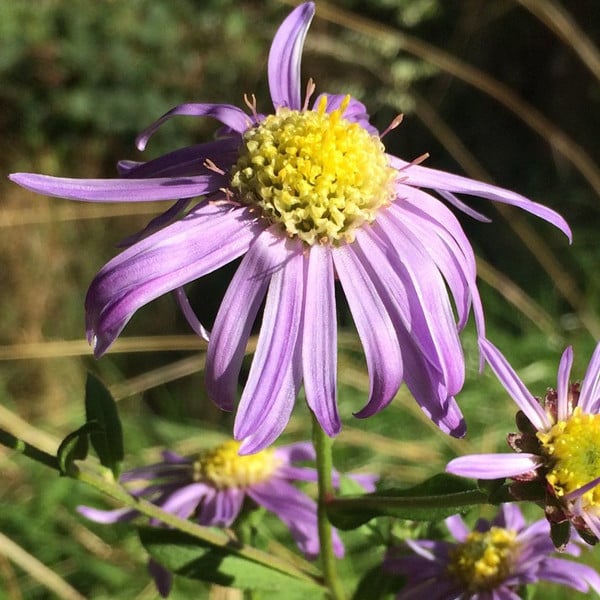 6 x Zomeraster Aster Sonora in 9x9 cm pot van Arborix