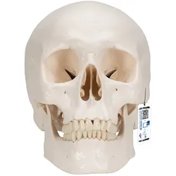 Menschliches Schädel Modell "Klassik", magnetisch 3-teilig - 3B Smart Anatomy