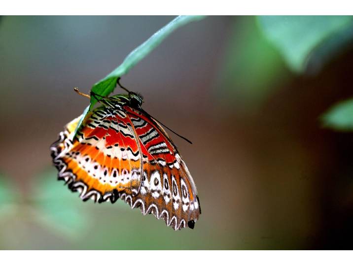 Fototapete PAPERMOON Schmetterling , bunt, B:2,5m L:1,86m, Vlies, Tapeten, Fototapete