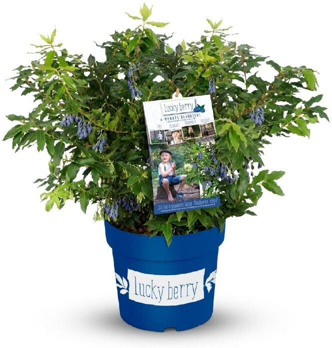 Pflanzen Obststrauch Heidelbeere 4,6 L Container