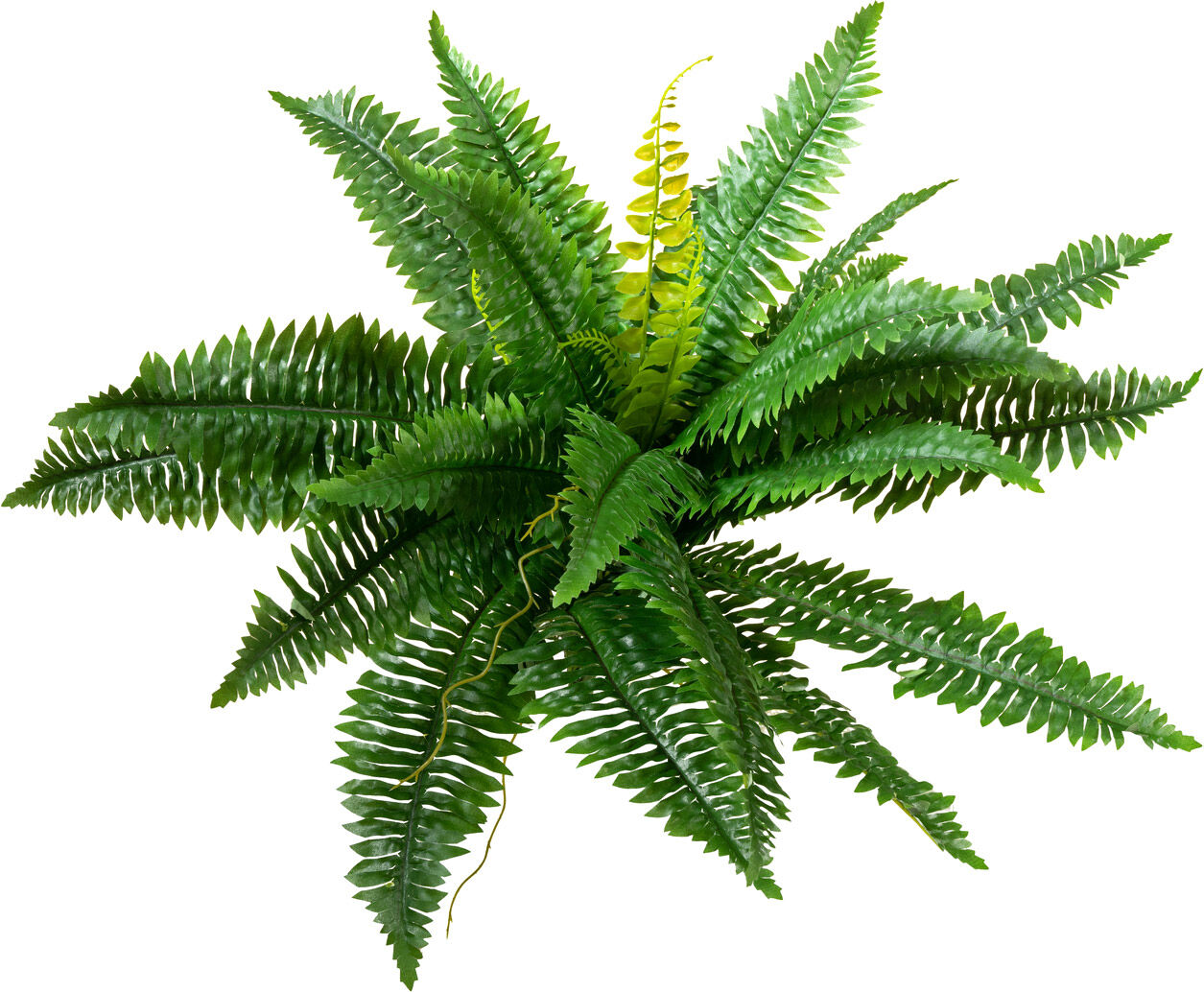 Europalms Boston Farn, Kunstpflanze, 53cm