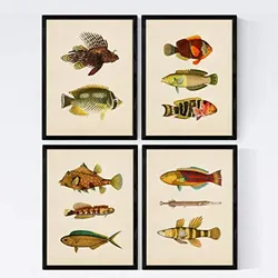 POSTER Set mit 4 Norden 11 verschiedenen Fischen A4 Rahmenlos