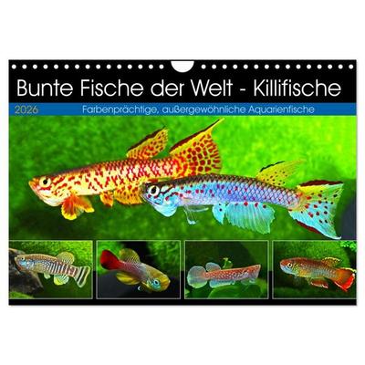 Bunte Fische der Welt - Killifische (Wandkalender 2026 DIN A4 quer), CALVENDO Monatskalender