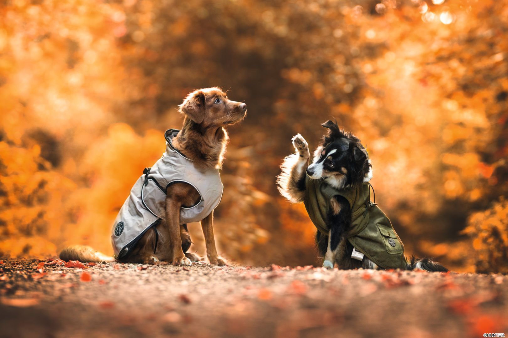 DOG SPORT HUNTER Hundemantel Uppsala 37,5, schwarz