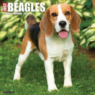Beagles 2027 12 X 12 Wall Calendar