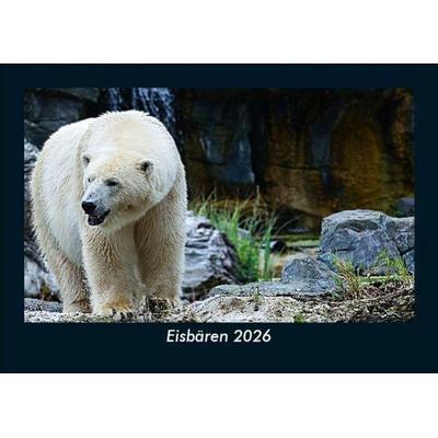 Eisbären 2026 Fotokalender DIN A5