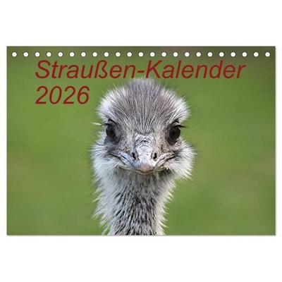 Straußen-Kalender 2026 (Tischkalender 2026 DIN A5 quer), CALVENDO Monatskalender
