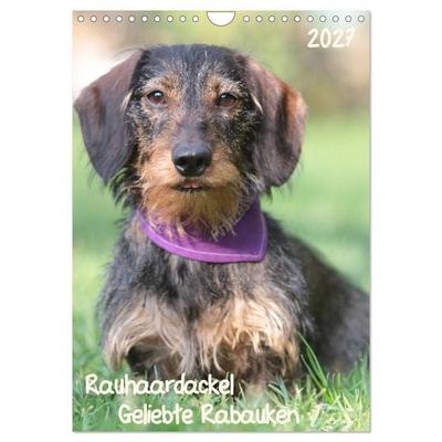 Geliebte Rabauken - Rauhaardackel (Wandkalender 2027 DIN A4 hoch), CALVENDO Monatskalender
