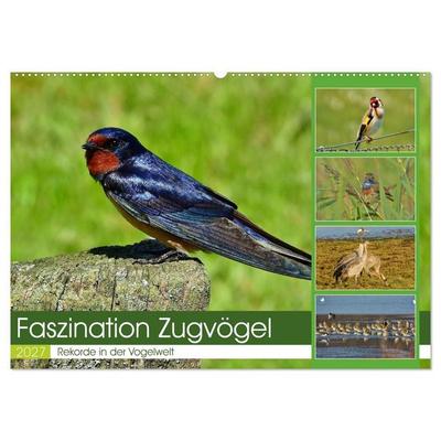 Faszination Zugvögel - Rekorde in der Vogelwelt (Wandkalender 2027 DIN A2 quer), CALVENDO Monatskalender
