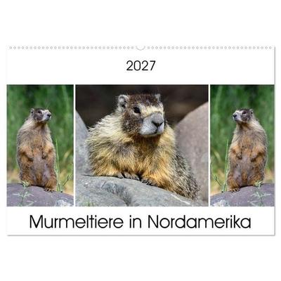 Murmeltiere in Nordamerika (Wandkalender 2027 DIN A2 quer), CALVENDO Monatskalender
