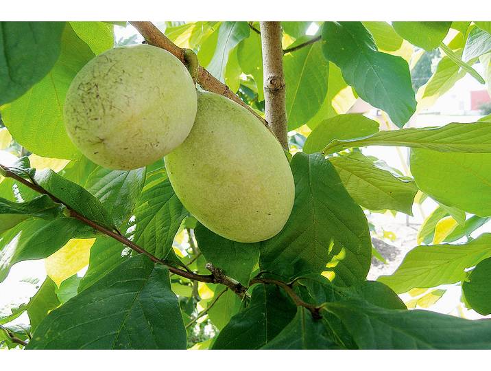 Indianerbanane Peterson Pawpaws® Susquehanna® ' 100-120 cm inklusive Topf'