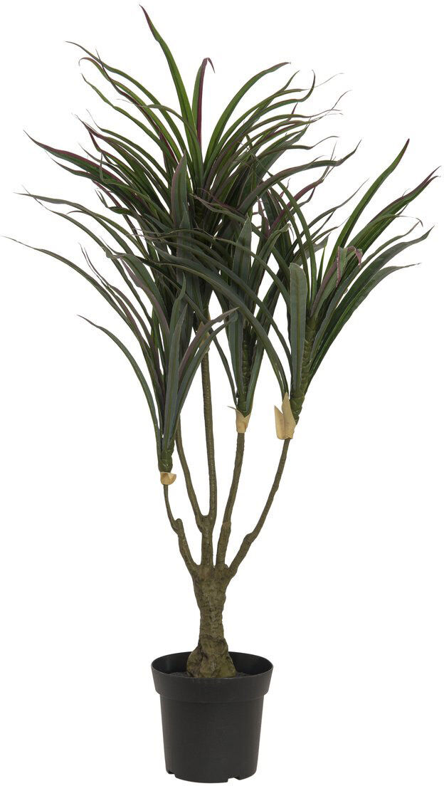 Europalms Dracena, Grün-Rot, 90cm