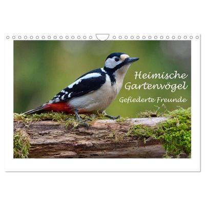 Heimische Gartenvögel - Gefiederte Freunde (Wandkalender 2027 DIN A4 quer), CALVENDO Monatskalender