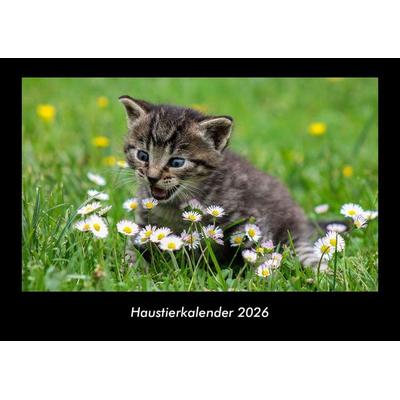 Haustierkalender 2026 Fotokalender DIN A3