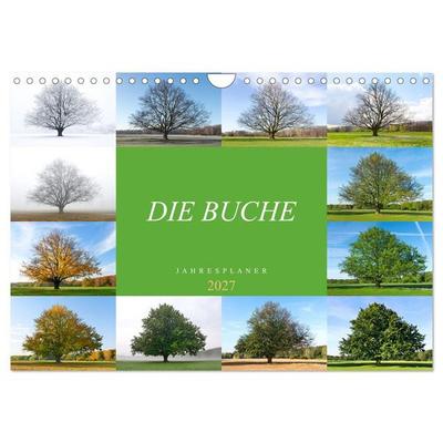 Die Buche: Jahresplaner 2027 (Wandkalender 2027 DIN A4 quer), CALVENDO Monatskalender
