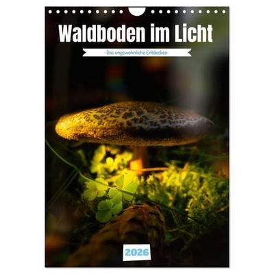 Waldboden im Licht (Wandkalender 2026 DIN A4 hoch), CALVENDO Monatskalender