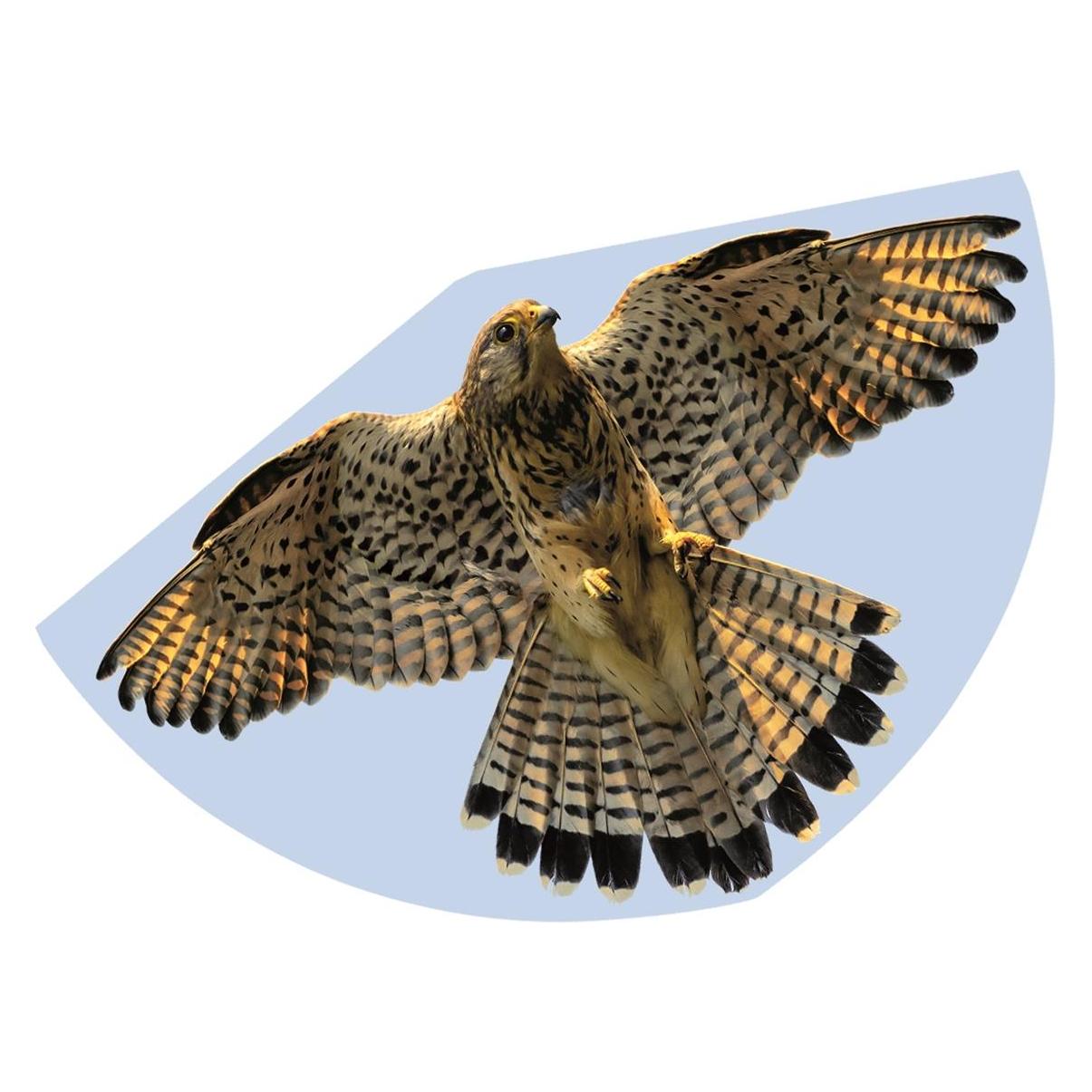 Günther Flugspiele Falke (1230)