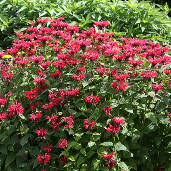 6 x Monarda Gardenview Scarlet Indianernessel in pot van 9x9 cm