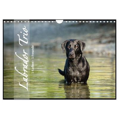 Labrador Trio - 3 Farben, 3 Freunde (Wandkalender 2027 DIN A4 quer), CALVENDO Monatskalender