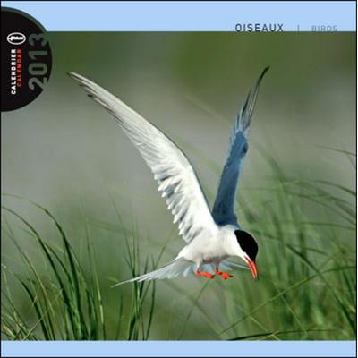 Vögel 2013