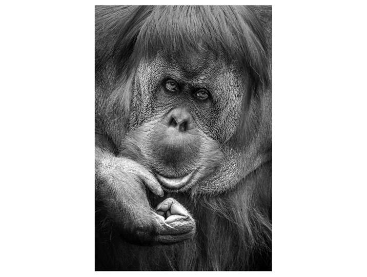 Acrylglasbild Orang-Utan image LAND