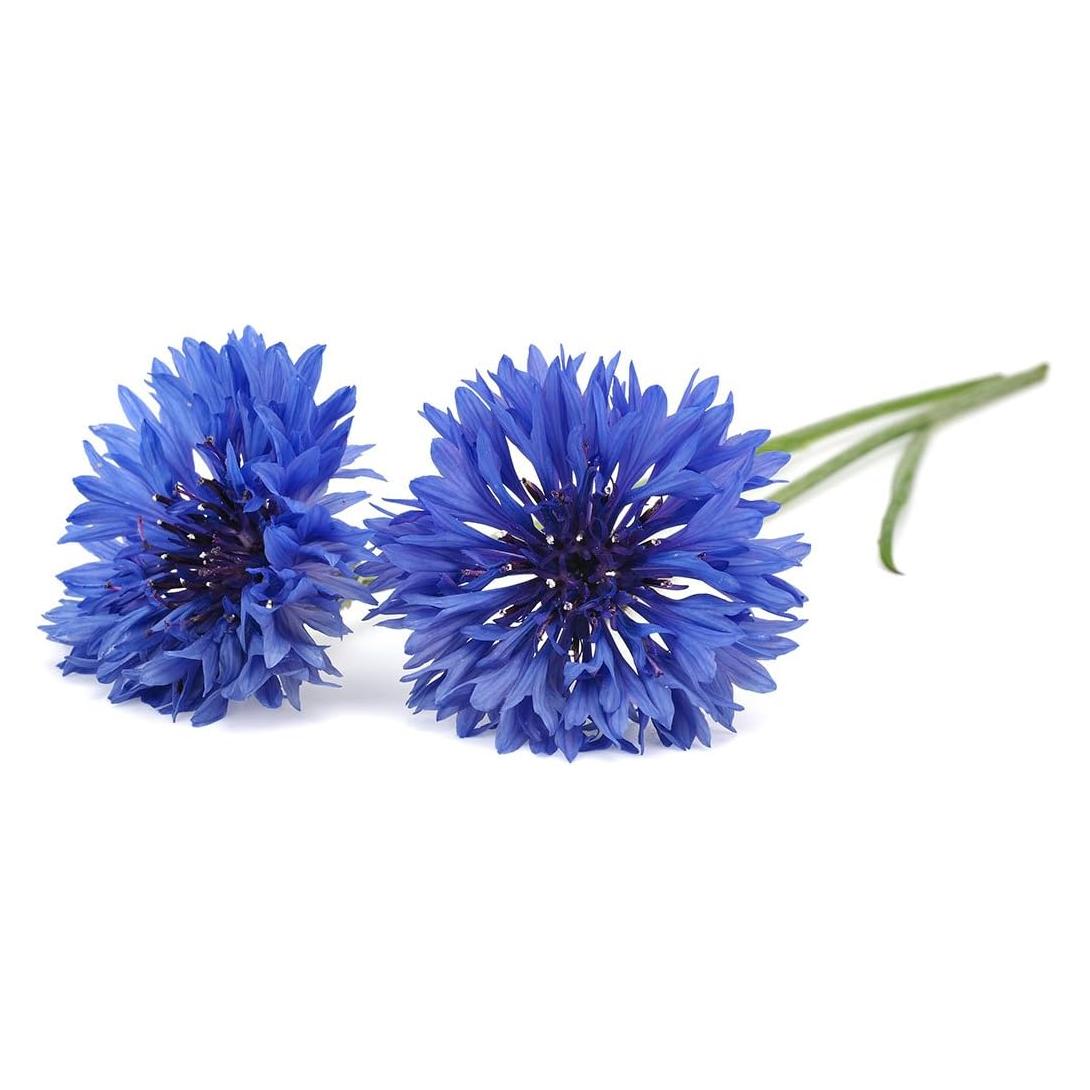 Click and Grow Kornblume (Blumensamen, Gemüsesamen, Kräutersamen, Pflanzensamen, Rasensamen, Samenbomben) (4742793007045)