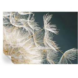 FOTOTAPETE 208x146 cm - Löwenzahn der Leichtigkeit