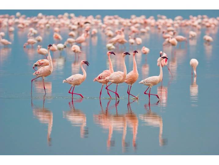 Fototapete PAPERMOON Flamingos , bunt, B:5m L:2,8m, Vlies, Tapeten, Fototapete