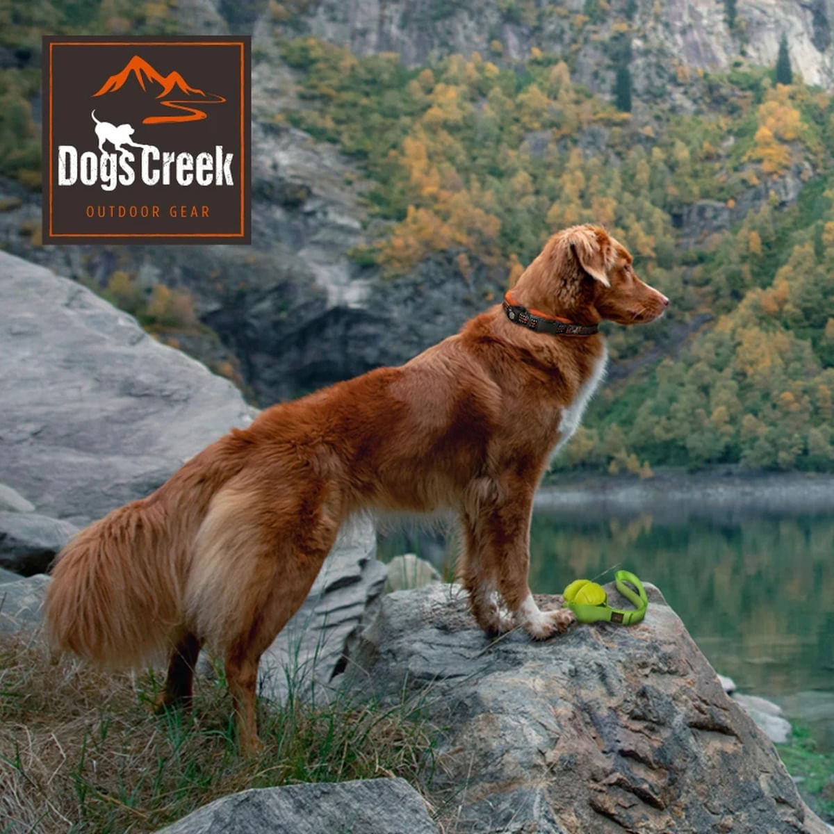 Dogs Creek Frisbee Air 1PZ
