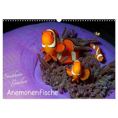 Anemonenfische - Streitbare Gesellen (Wandkalender 2027 DIN A3 quer), CALVENDO Monatskalender