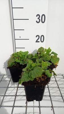6 x Geum rivulare Leonard's Variety Maagdenwortel - Pot van 9 x 9 cm - GRDplanten