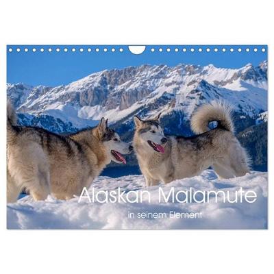 Alaskan Malamute in seinem Element (Wandkalender 2026 DIN A4 quer), CALVENDO Monatskalender