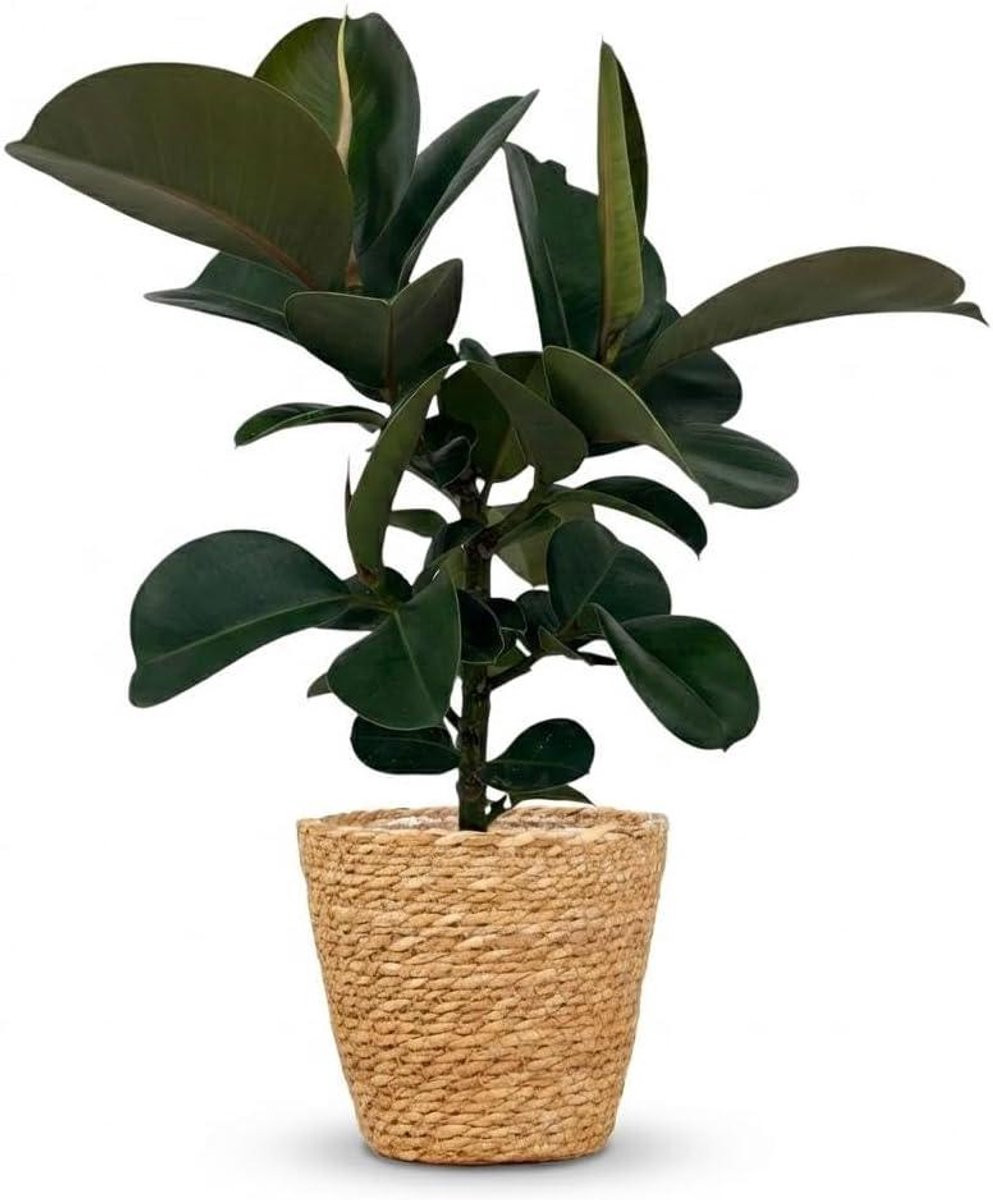 Ficus Elastica Cloe Rubberboom Kamerplant - Groen - Hoogte: 65 cm