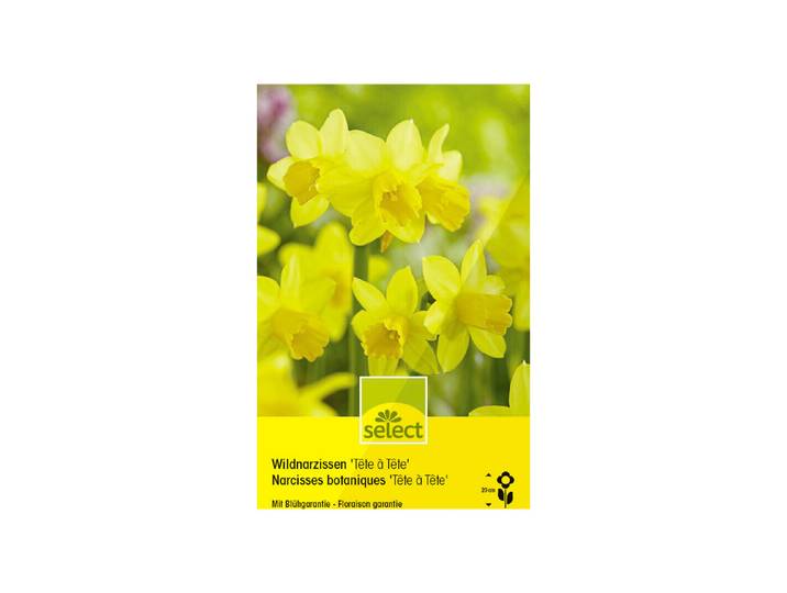Select Blumenzwiebel Alpenveilchen-Narzissen Tête à tête ''